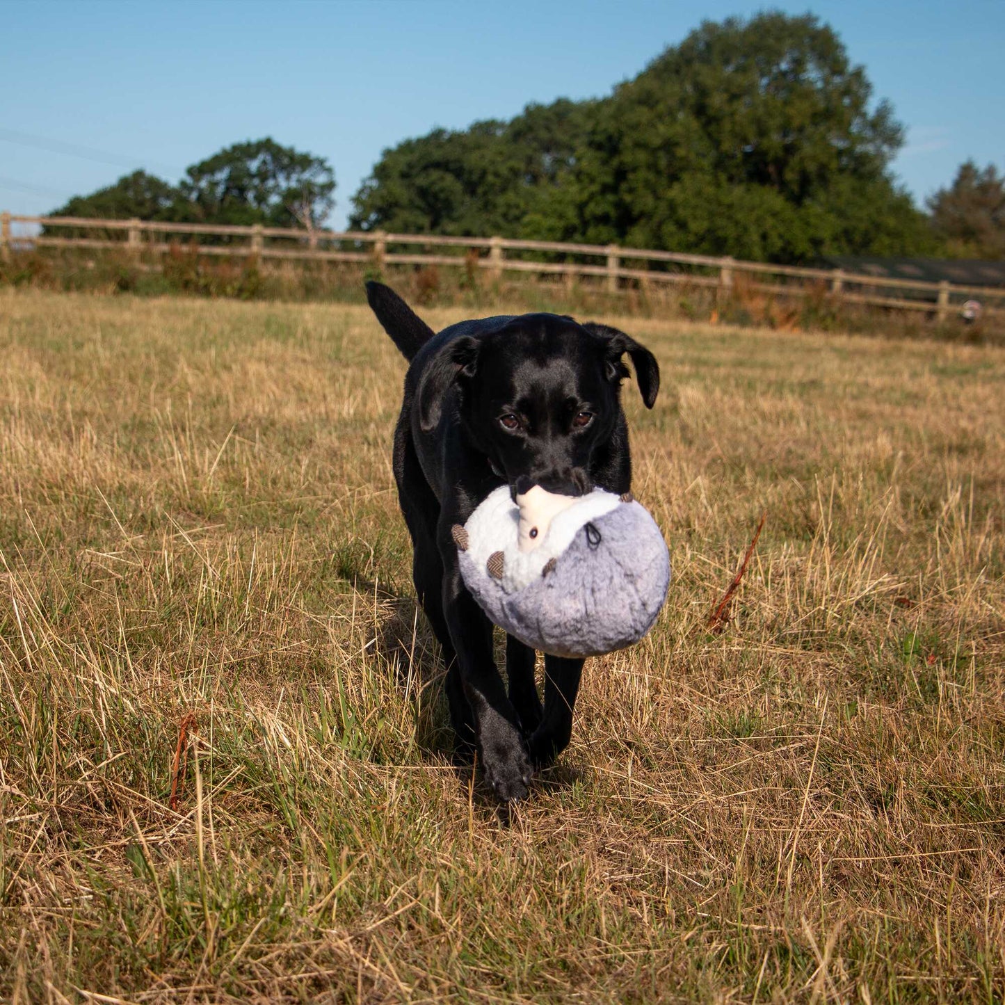 Heritage Harry Hedgehog Dog Toy with crinkle