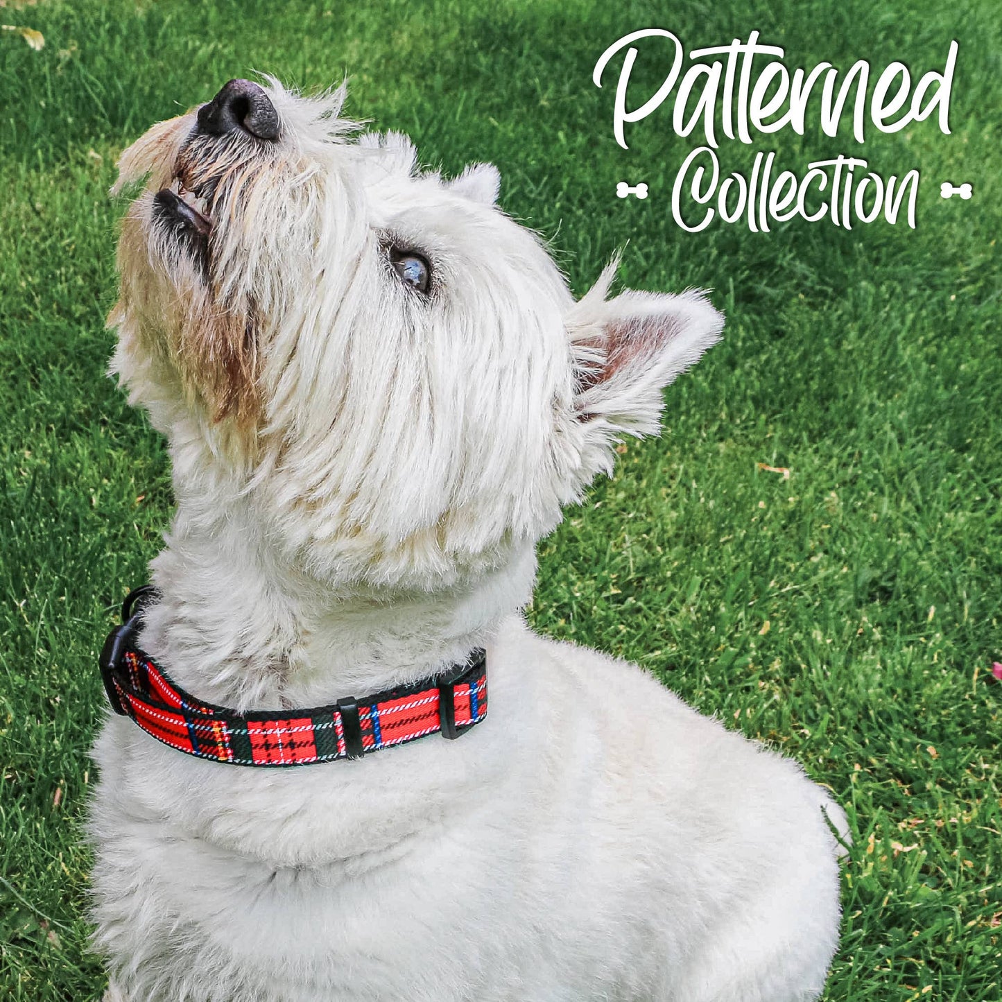 Patterned Collection Collar : Tartan