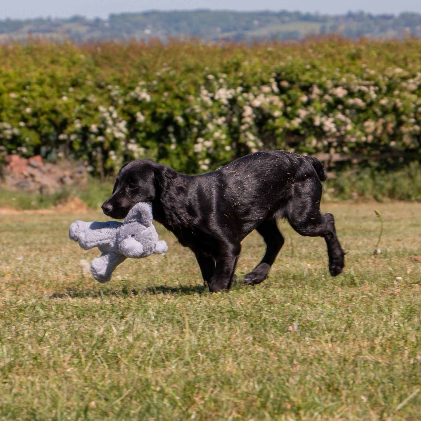 Small Bite Grey Elephant Toy for Puppies & Smaller Dogs