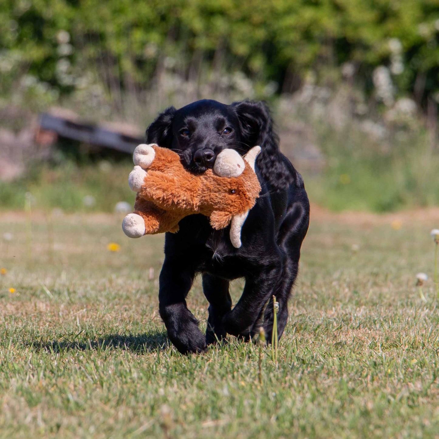 Small Bite Highland Cow For Puppies & Smaller Dogs