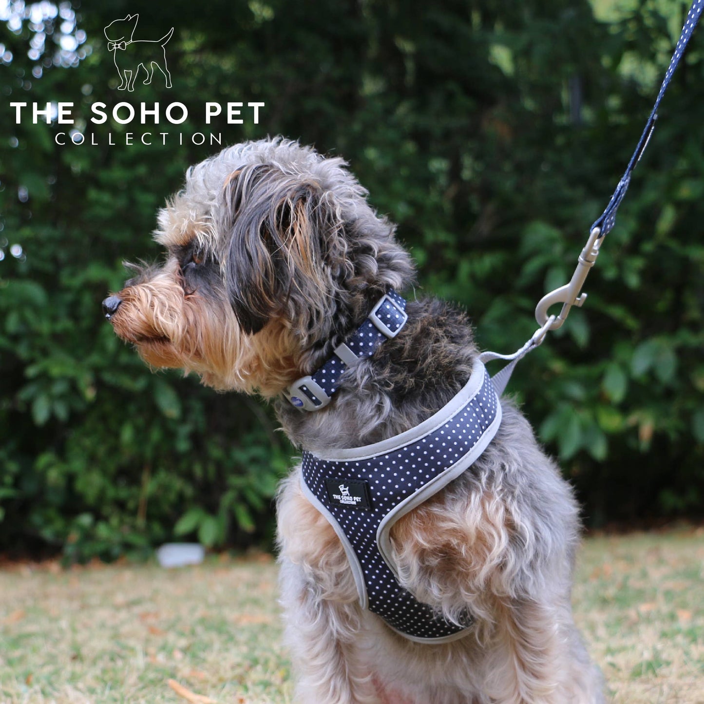 Soho Pet Collection Polka Dot Patterned Collar