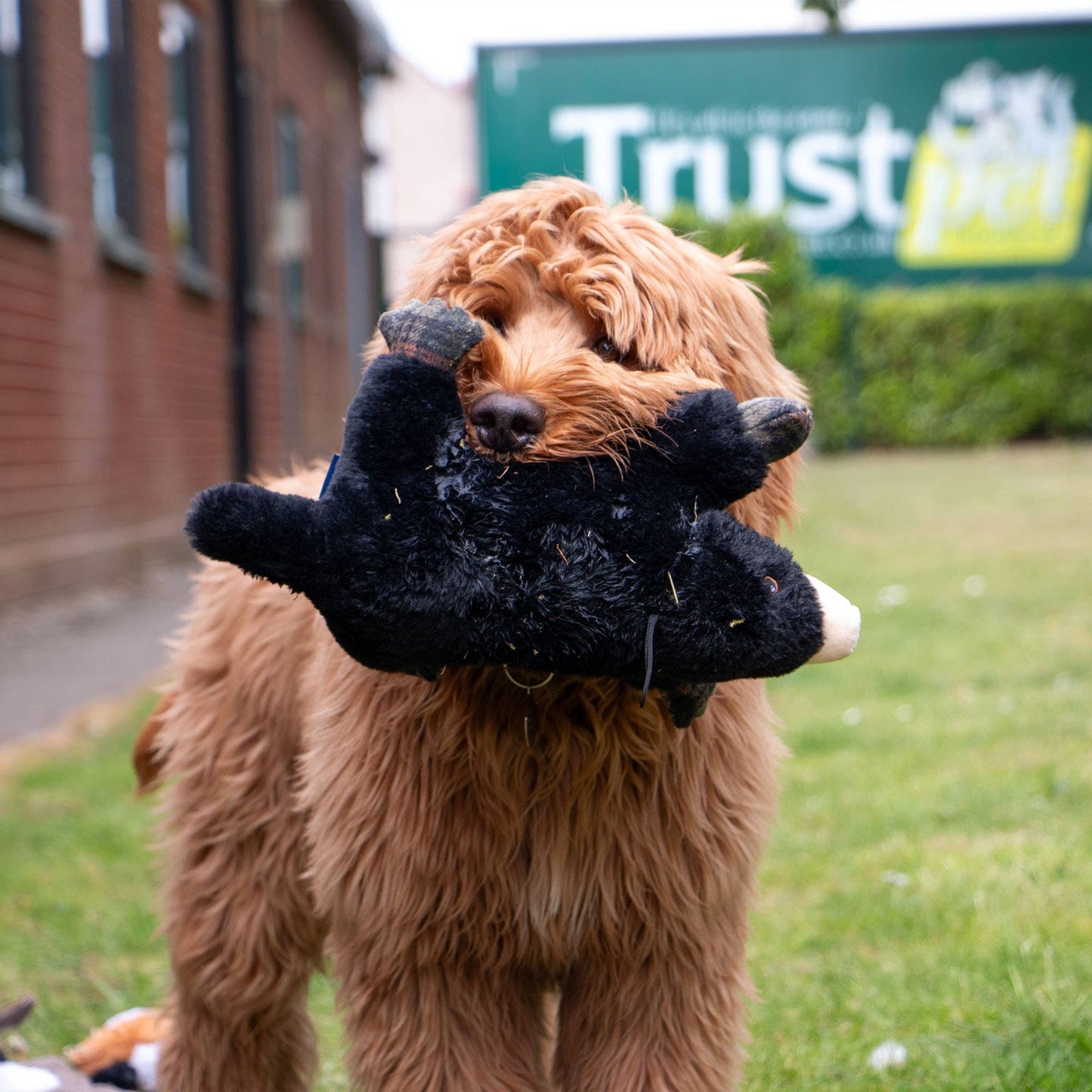 Heritage Montgomery Mole  Plush  Dog Toy