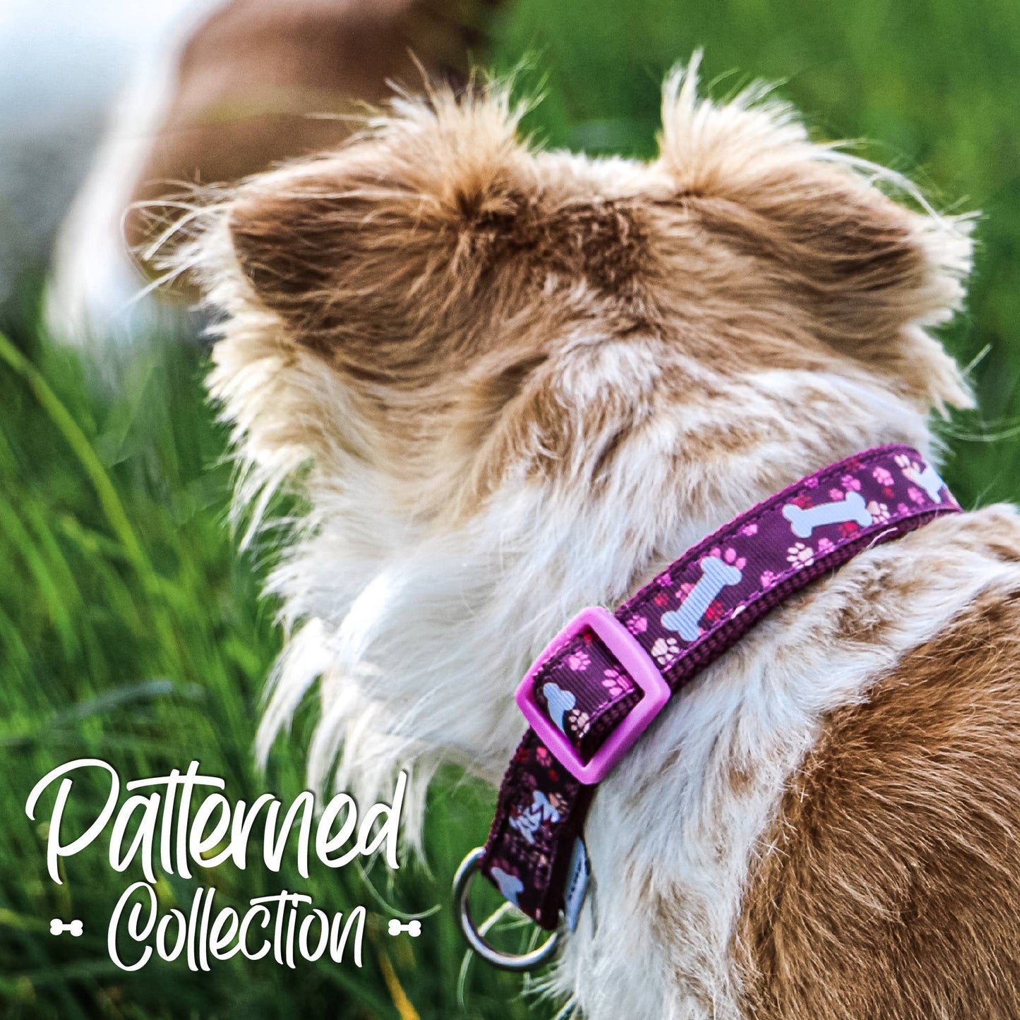 Patterned Collection Collar : Purple Bones