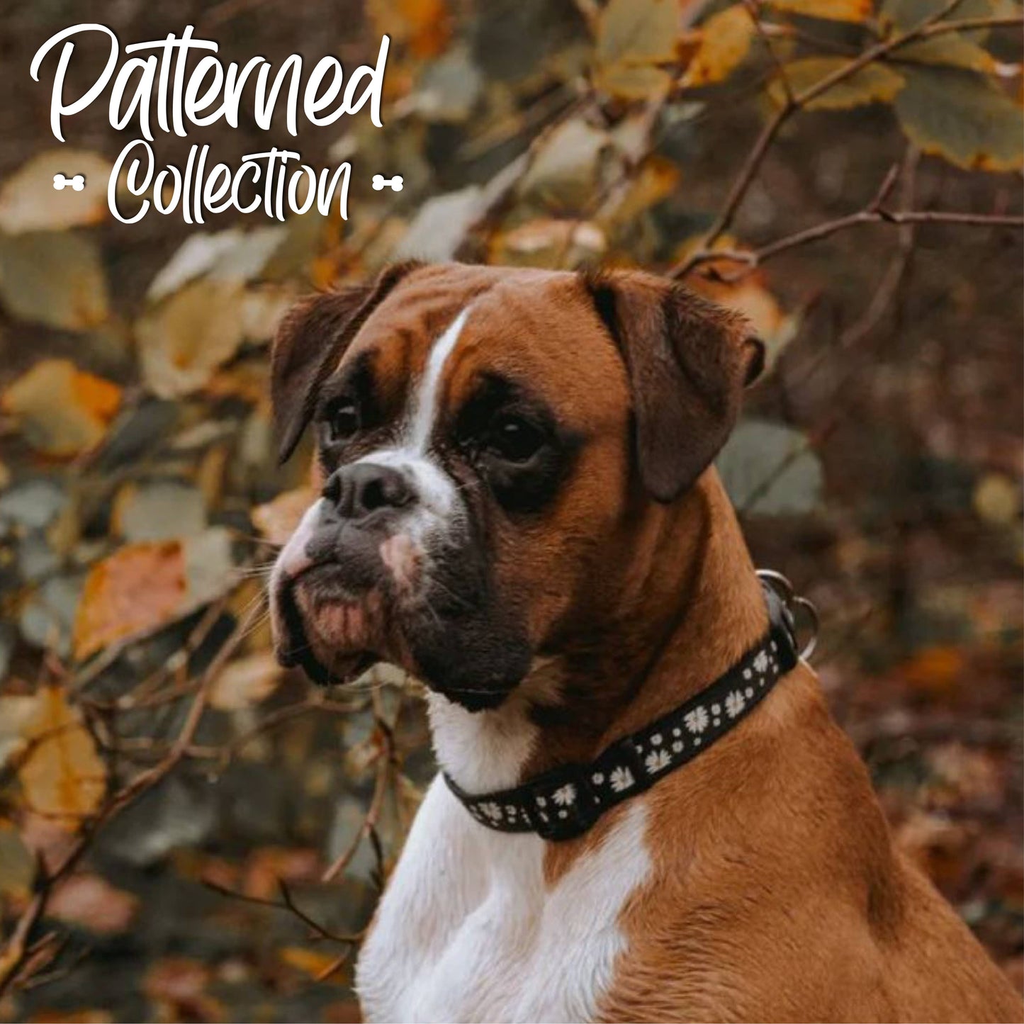 Patterned Collection Collar : Black Daisy