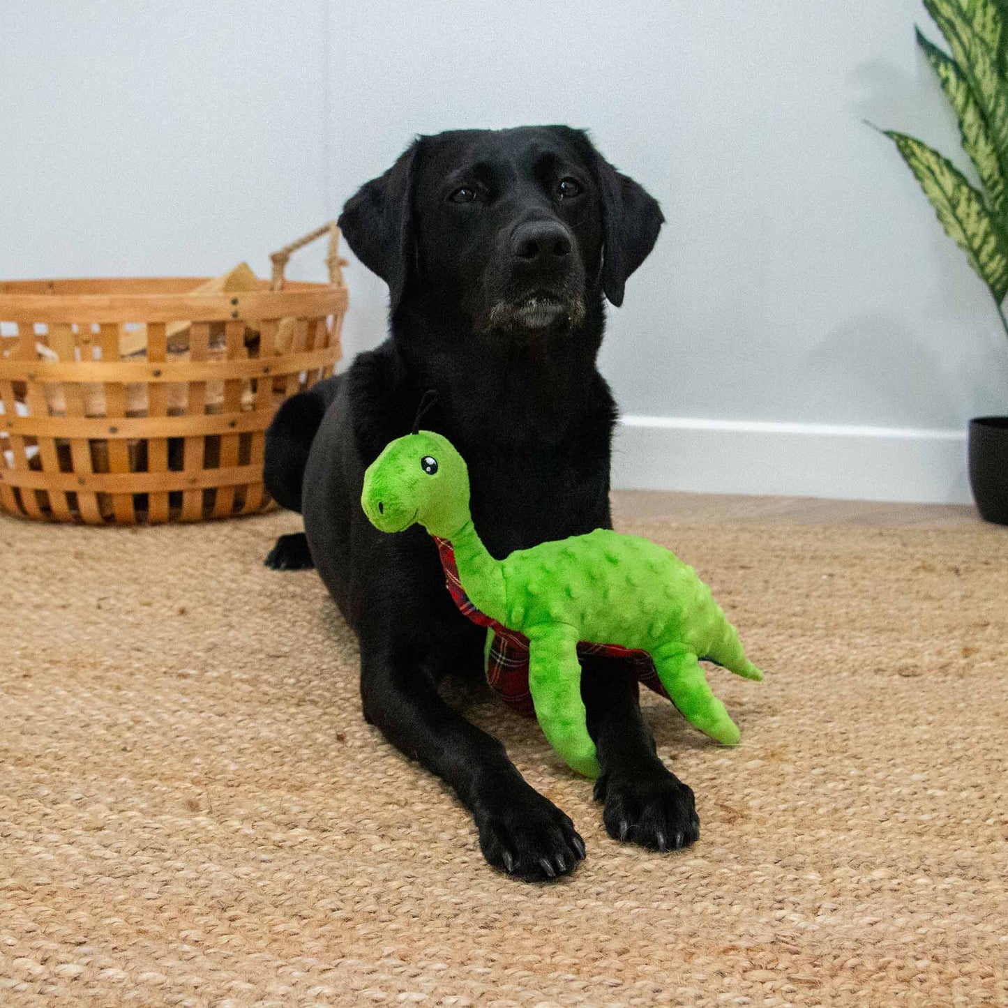 Playtime for Dogs Cuddle Lottie Loch Ness Monster