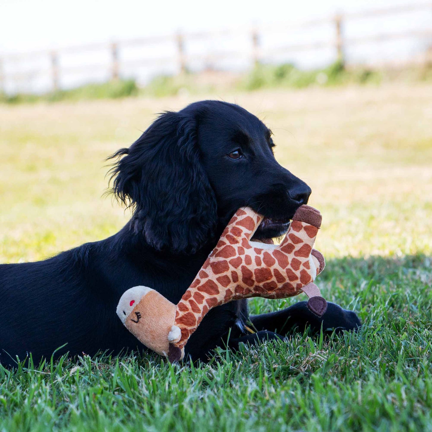 Small Bite Giraffe Toy for Puppies & Smaller Dogs