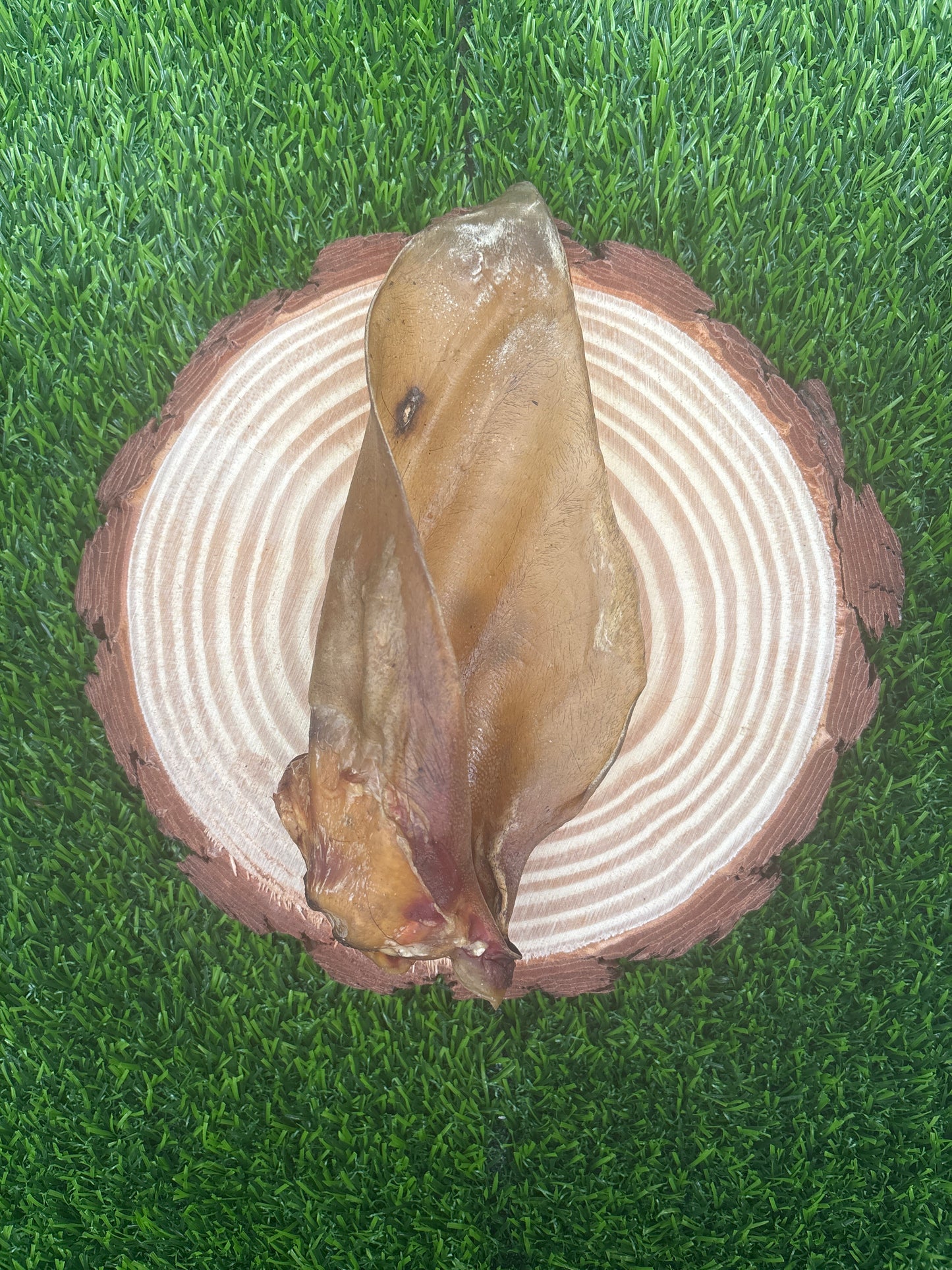 Large Cow Ears