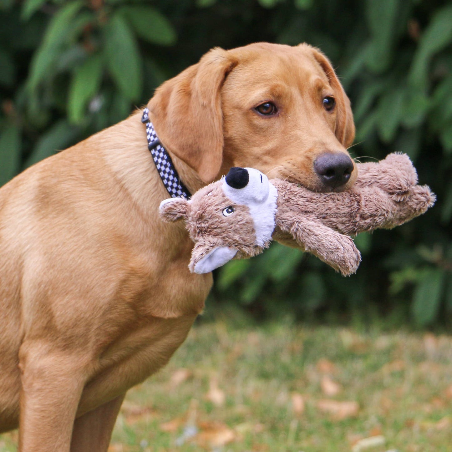 Play Time For Dogs - Cuddle- Ropey Bellies Bear/Fox/Hedgehog