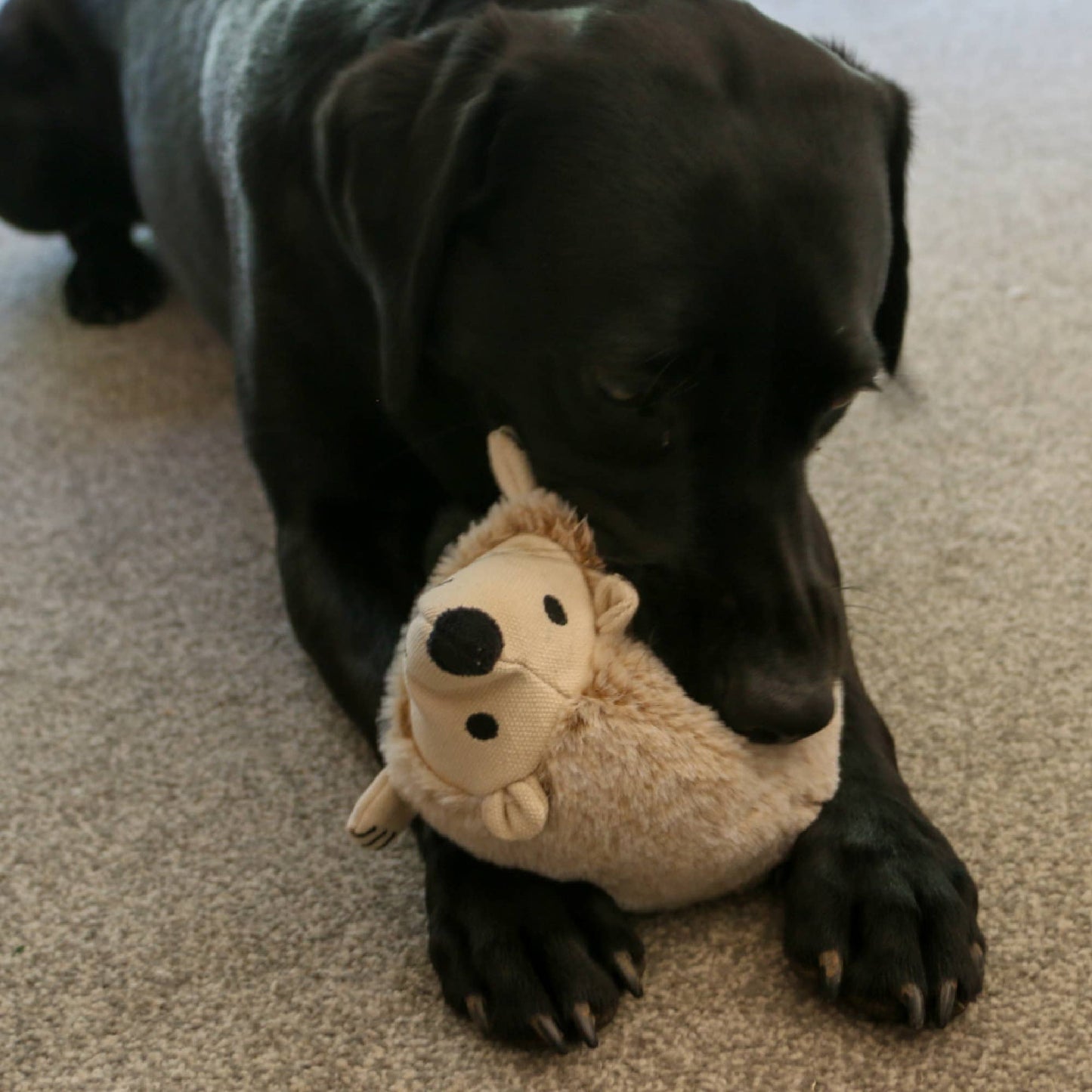 Play Time For Dogs - Cuddle- Ropey Bellies Bear/Fox/Hedgehog