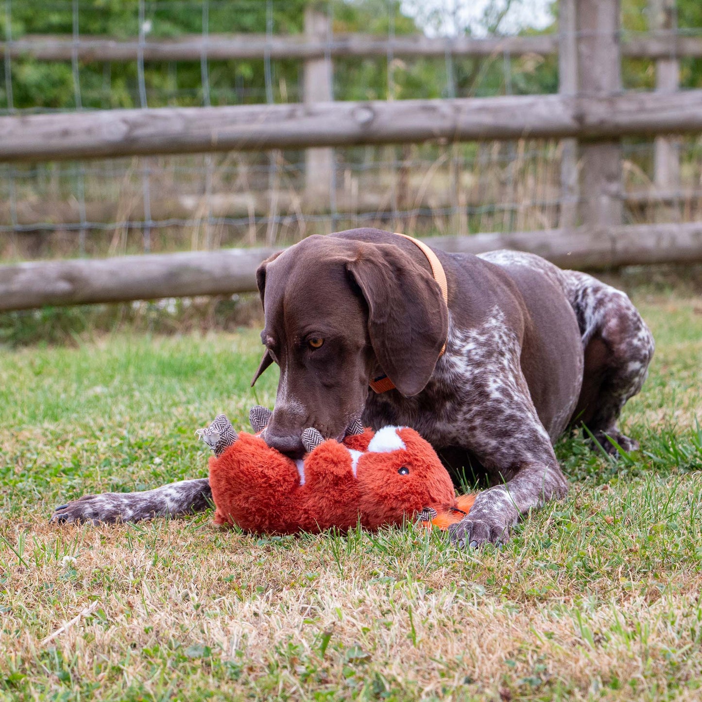 Heritage Samantha Squirrel Dog Toy with squeak &  crinkle