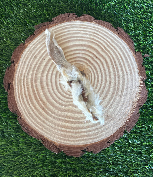 Hairy Rabbit Ear