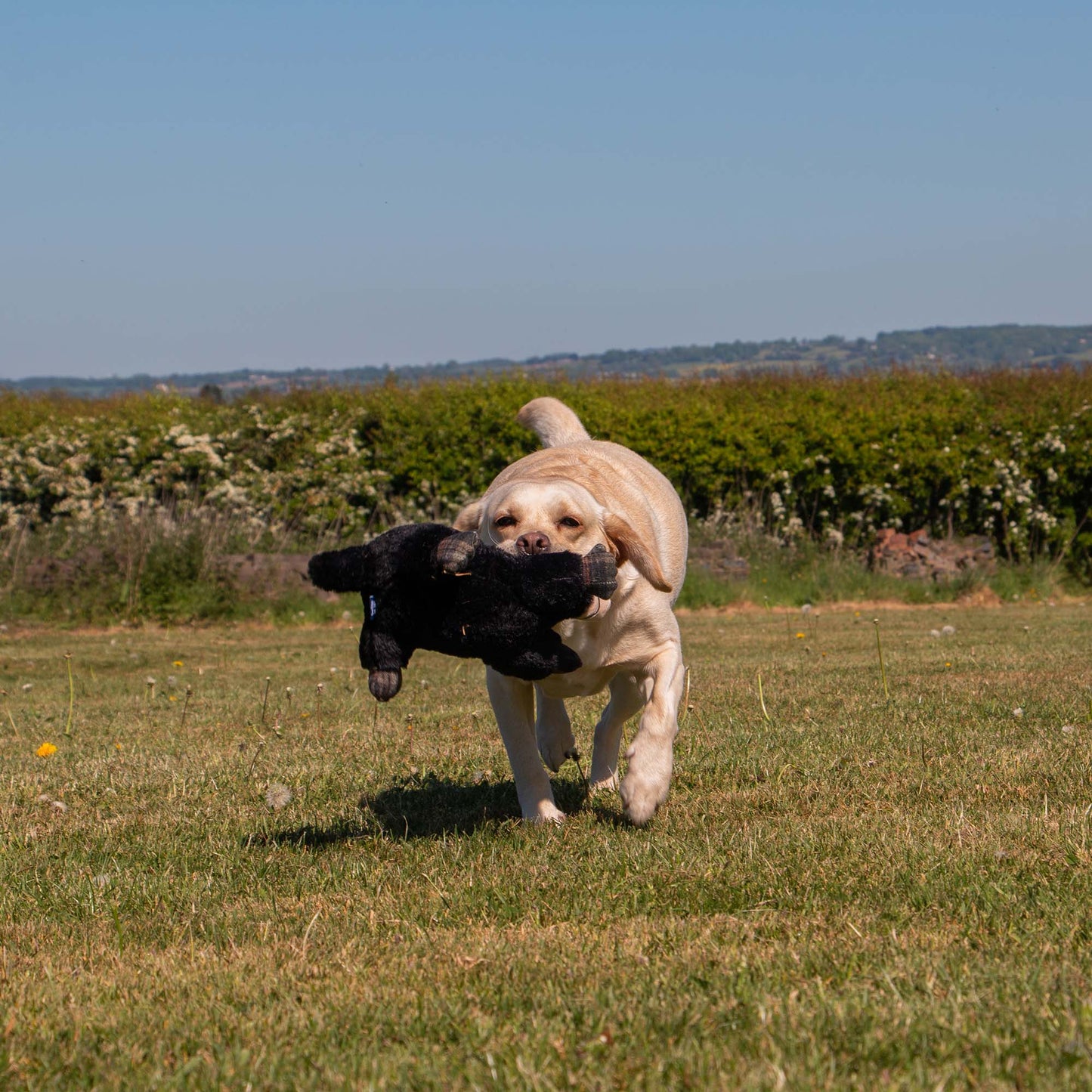 Heritage Montgomery Mole  Plush  Dog Toy