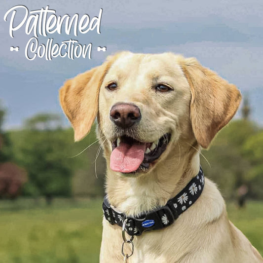 Patterned Collection Collar : Black Daisy