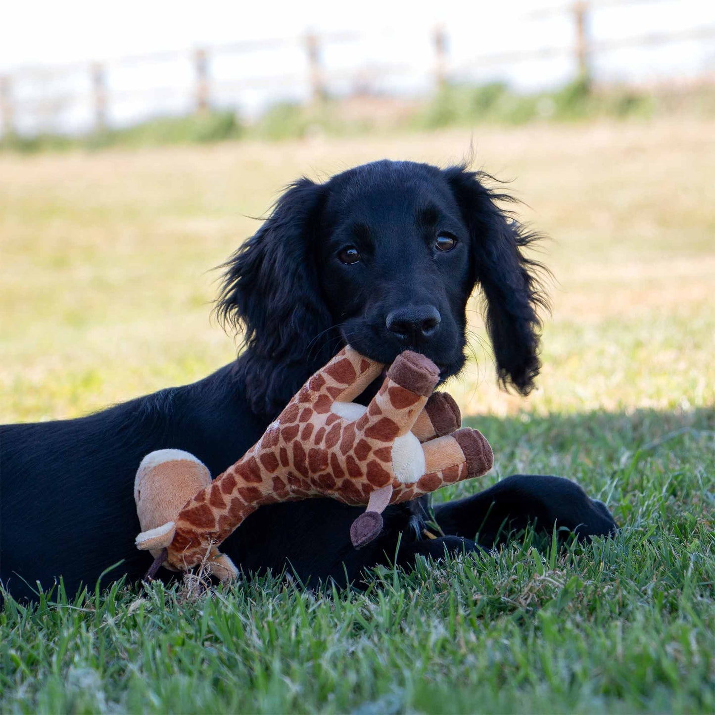 Small Bite Giraffe Toy for Puppies & Smaller Dogs
