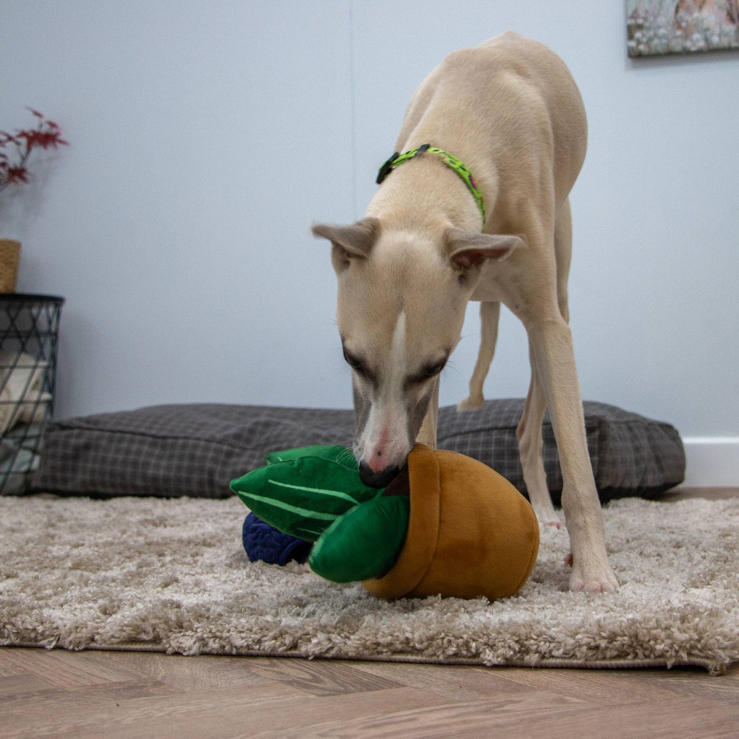 Play Time For Dogs - Cuddle Cactus
